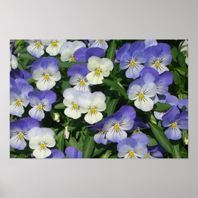 Lila Stemor Blomsterträdgård Poster (Framsidan)