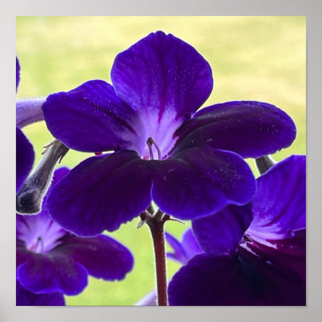 Lila Streptocarpus Flower Poster (Framsidan)