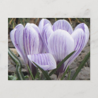 Lila Stripe Crocuscard Vykort