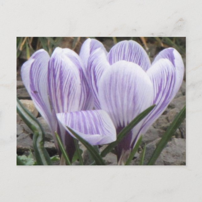 Lila Stripe Crocuscard Vykort (Framsida)