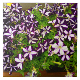 Lila Stripe Petunia Kakelplatta