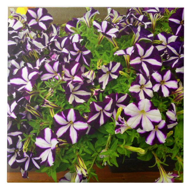 Lila Stripe Petunia Kakelplatta (Framsidan)