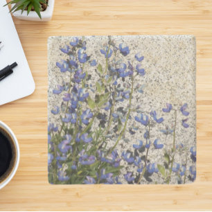 Lila Subalpine Lupine Blommigt Stenunderlägg