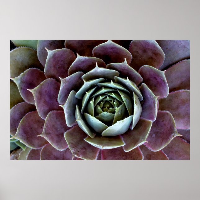 Lila Succulent Close-Up Poster (Framsidan)