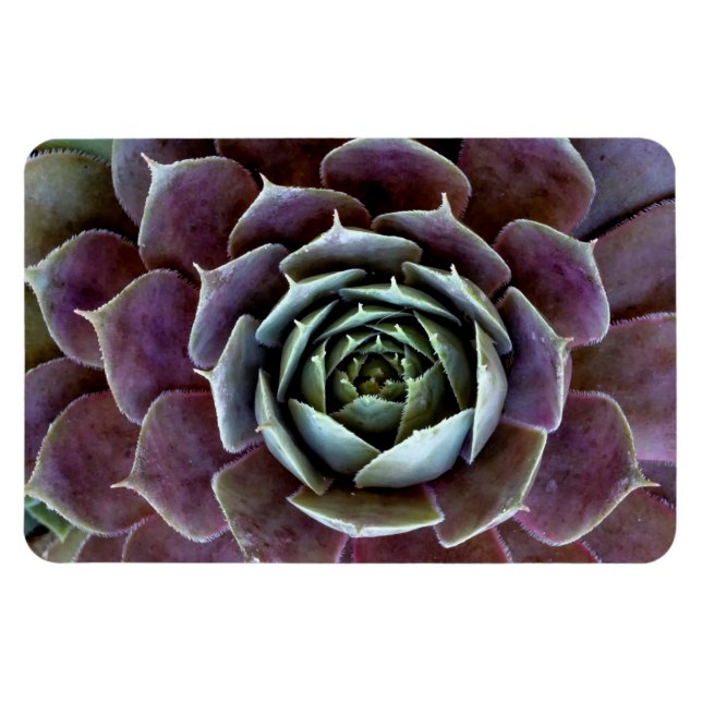Lila Sukkulent Närbild Magnet (Horisontell)