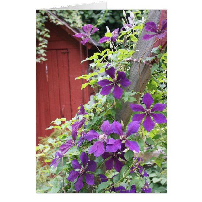 Lila Summer Dimma Hälsningskort (Framsidan)