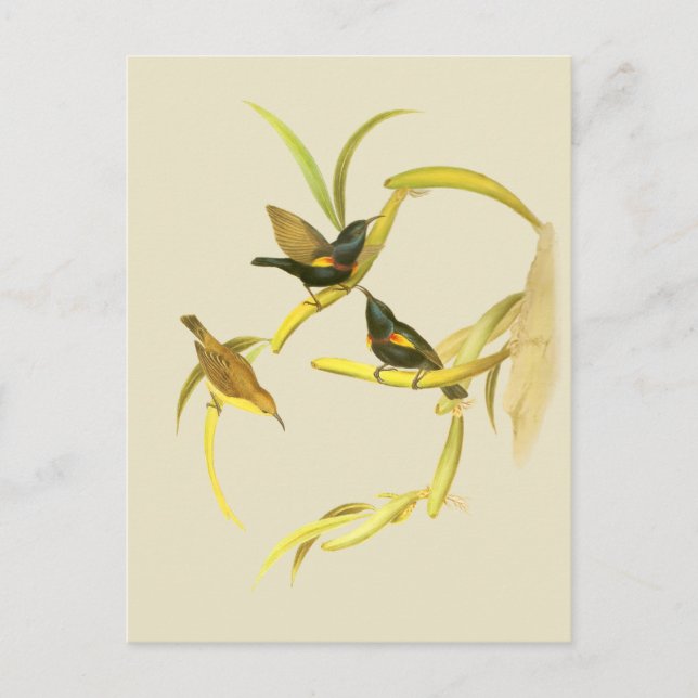 Lila Sunbird Vykort (Framsida)