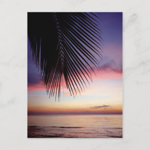 Lila Sunset Beach Tropical Handflatan Träd Silhoue Vykort