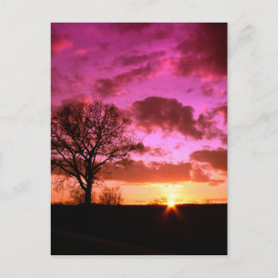 Lila Sunset Vykort