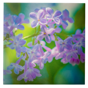 Lila Syrenblommor Kakelplatta