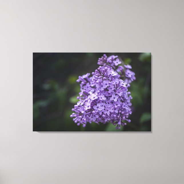 Lila Syrener Blommor Makro Canvastryck (Framsida)