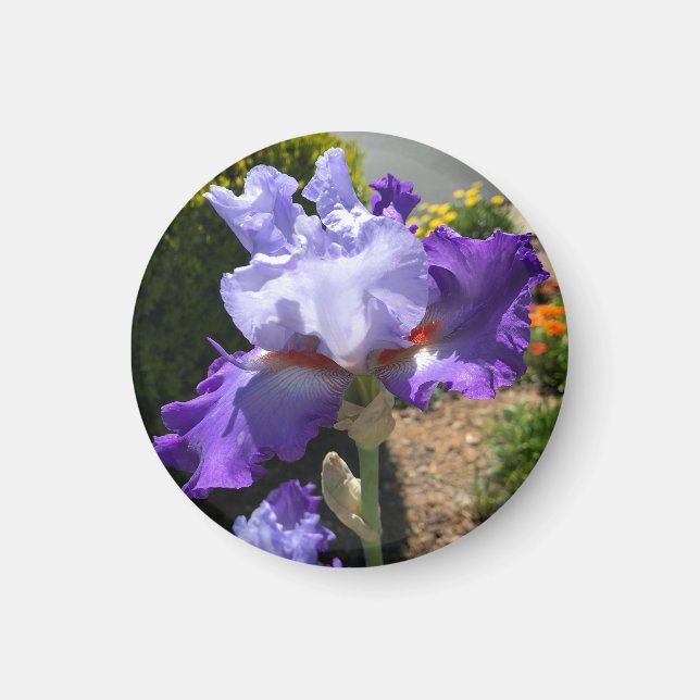 Lila Tall Bearded Iris Magnet (Framsidan)