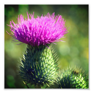 Lila Thistel Flower Close Up 8x8 Fototryck