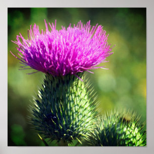 Lila Thistel Flower Close Up Poster