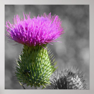 Lila Thistel Flower Partial Färg Poster
