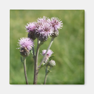 Lila Thistel Flower Photo Magnet