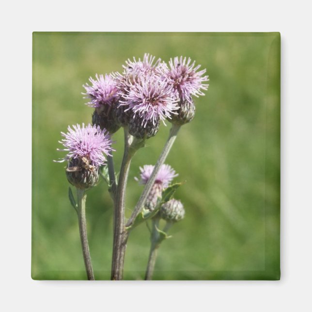 Lila Thistel Flower Photo Magnet (Framsidan)