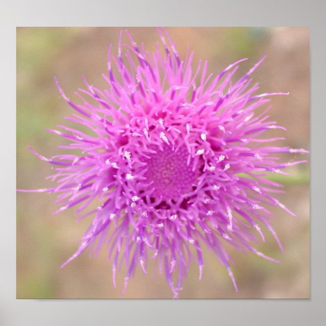 Lila Thistle Flower Poster (Framsidan)