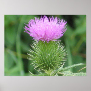 Lila Thistle Poster