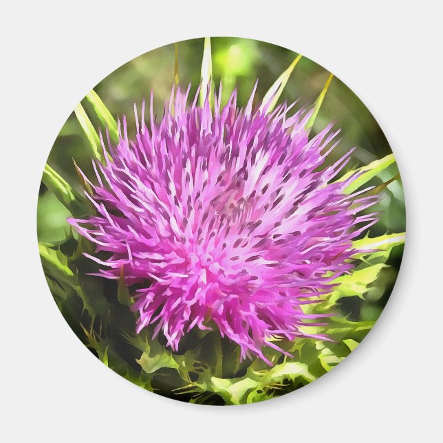 Lila Thistle Wildblomme Blommigt Art Magnet (Framsidan)