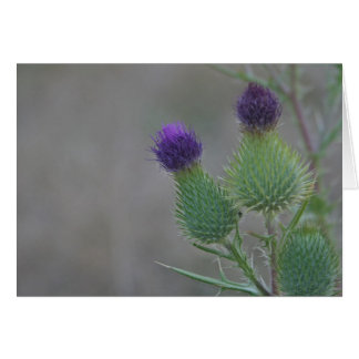 Lila Thistles Hälsningskort
