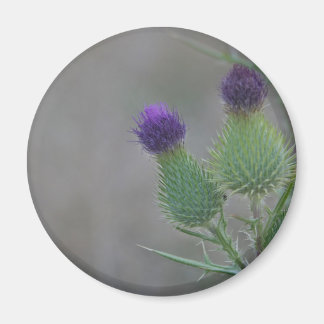 Lila Thistles Magnet