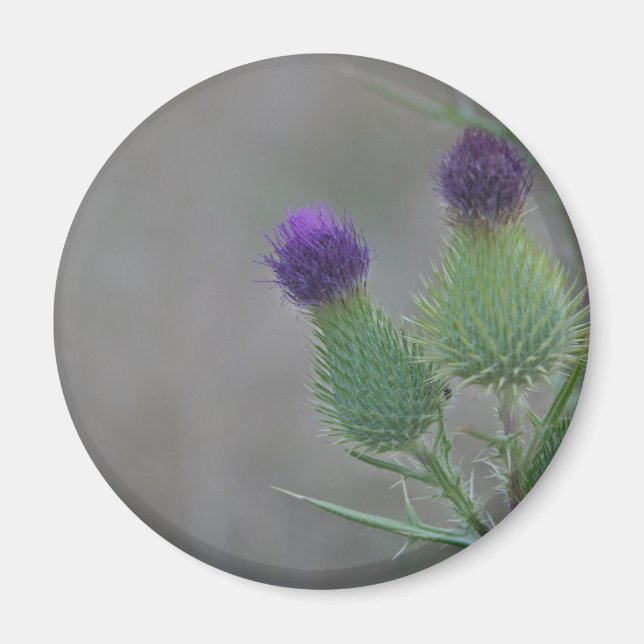 Lila Thistles Magnet (Framsidan)