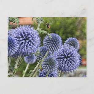 Lila Thistles och Bee i Brienz, Schweiz Vykort