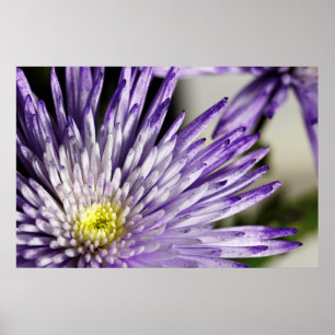 Lila Tipen Spider Morsa Poster