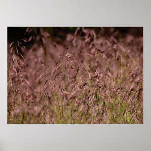 Lila Top Grass Poster