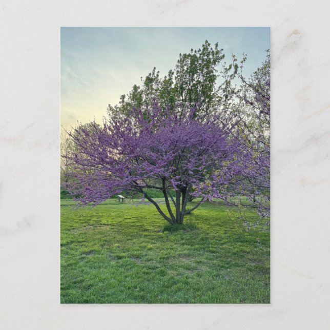 Lila Träd vykort (Framsida)