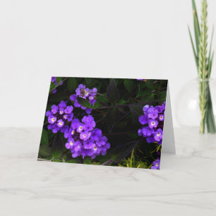 Lila Trailing Lantana #1-kort Kort