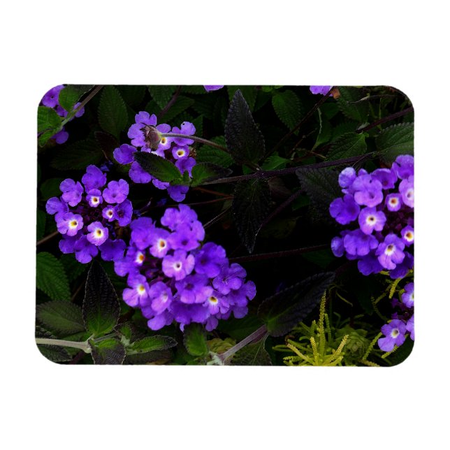 Lila Trailing Lantana #1 Magnet (Horisontell)