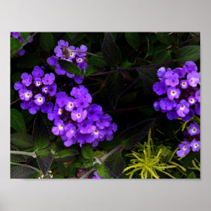 Lila Trailing Lantana #1 Poster
