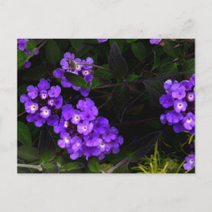 Lila Trailing Lantana #1 vykort