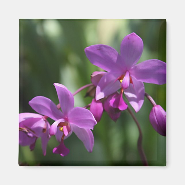 Lila Tropical Flowers Magnet (Framsidan)