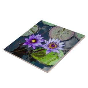 LILA TROPICAL VATTEN LILIES AMID LILY DYNORS KAKELPLATTA
