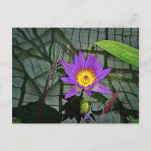 Lila Tropical Vatten Lily Postcard Vykort
