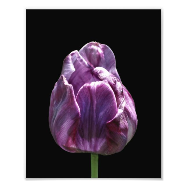 Lila Tulip Flower 8 x 10 Fototryck (Framsidan)