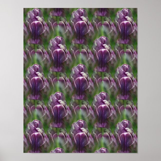 Lila Tulip Flower Nature Mönster Poster (Framsidan)