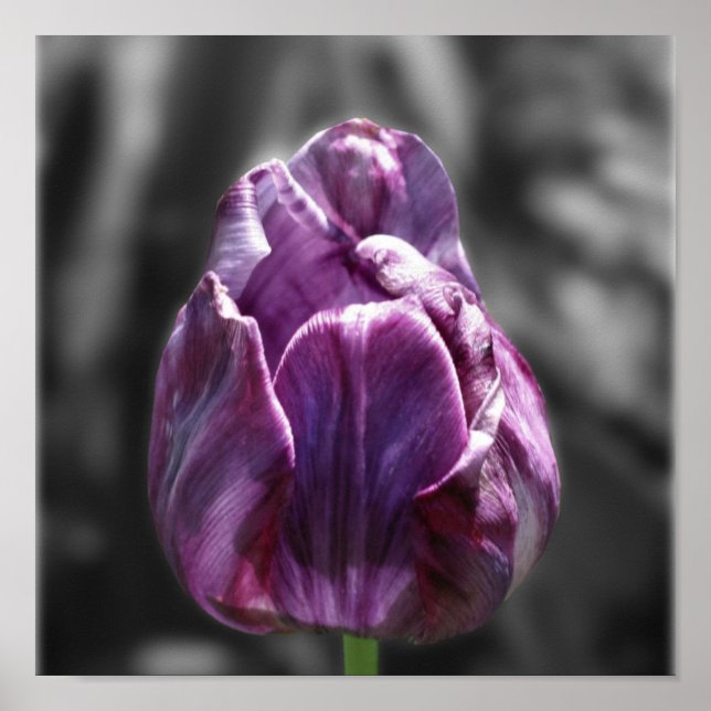 Lila Tulip Flower Partial Färg Poster (Framsidan)