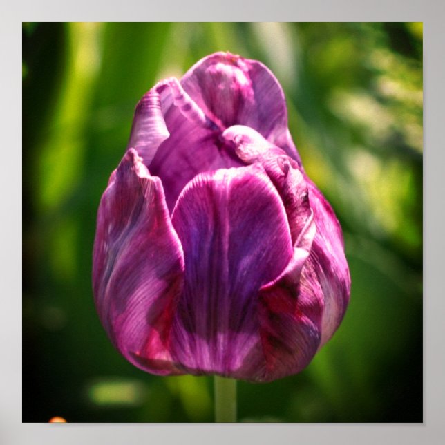 Lila Tulip Flower Poster (Framsidan)