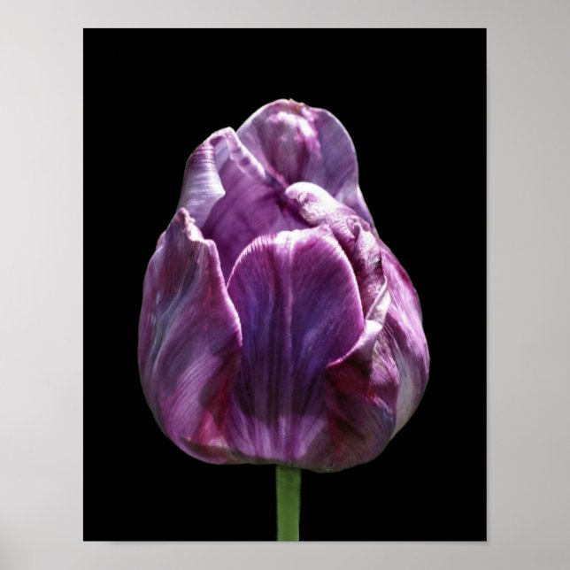 Lila Tulip Flower Poster (Framsidan)