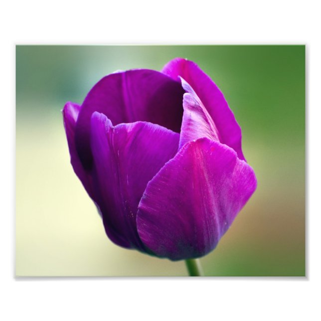 Lila Tulip Fototryck (Framsidan)