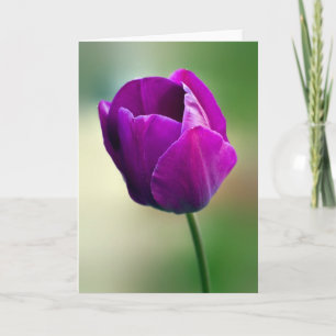 Lila Tulip Kort