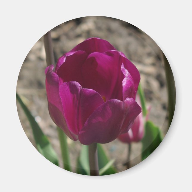Lila Tulip magnet (Framsidan)
