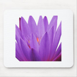Lila Tulip Musmatta