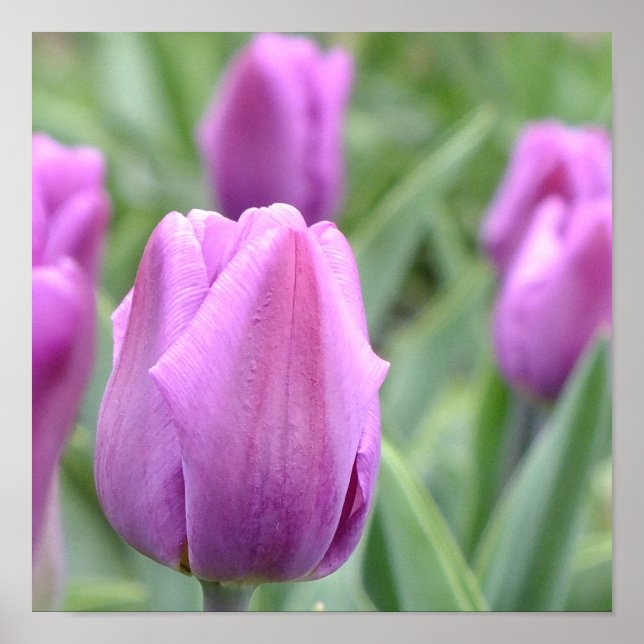 Lila Tulip Poster (Framsidan)