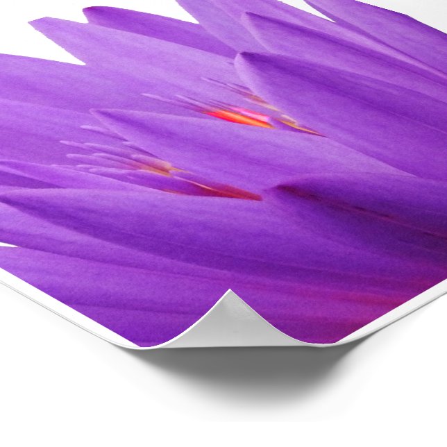 Lila Tulip Poster (Hörn)