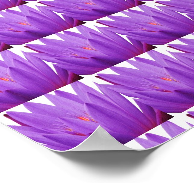 Lila Tulip Poster (Hörn)